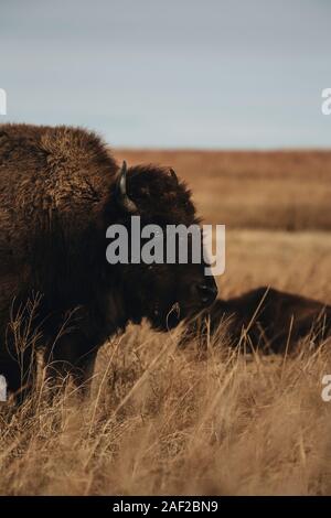 Bison a Joseph H. Williams Tallgrass Prairie preservare Foto Stock