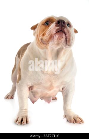 American bully davanti a uno sfondo bianco Foto Stock