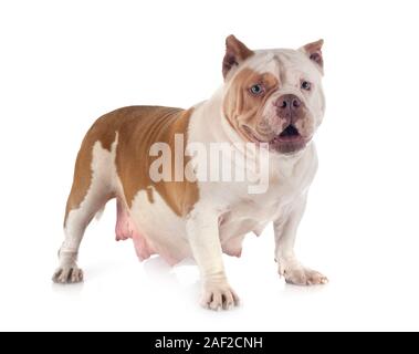 American bully davanti a uno sfondo bianco Foto Stock