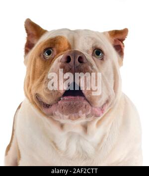 American bully davanti a uno sfondo bianco Foto Stock