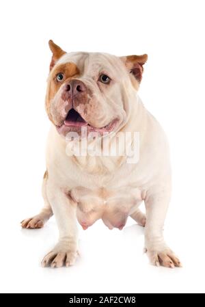 American bully davanti a uno sfondo bianco Foto Stock