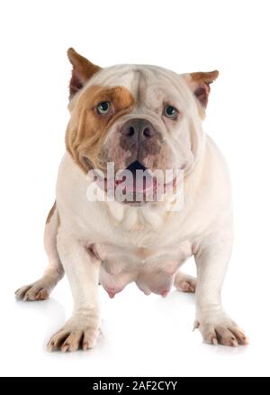 American bully davanti a uno sfondo bianco Foto Stock