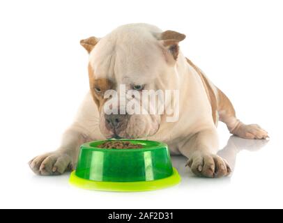 American bully davanti a uno sfondo bianco Foto Stock