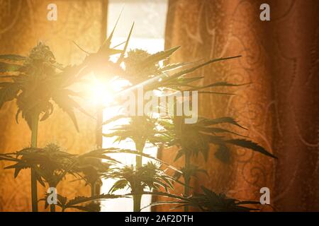 Blooming boccioli di cannabis crogiolatevi al sole, concetto medico di marijuana in raggi di luce calda. Foto Stock