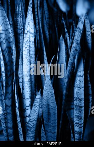 Sansevieria trifasciata o impianto di serpente in un colore blu. Il colore principale dell'anno 2020. Foto Stock