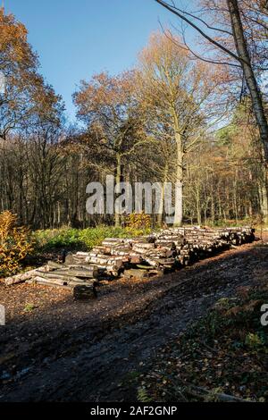 Pile di log come parte della gestione forestale e apertura di nuovi percorsi a Thorndon Park a Brentwood in Essex. Foto Stock