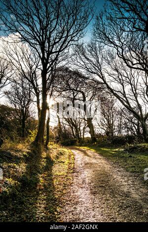 Un sentiero fangoso nei boschi Colan, i motivi ricoperta della storica Abete Hill Manor in Parrocchia Colan in Newquay in Cornovaglia. Foto Stock