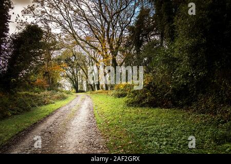 Un sentiero fangoso nei boschi Colan, i motivi ricoperta della storica Abete Hill Manor in Parrocchia Colan in Newquay in Cornovaglia. Foto Stock