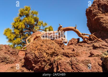 Composizione di un albero secco rocce vulcaniche e un albero di pino con il cielo dell'Oceano Atlantico che unisce il fondo in El Parco Nazionale del Teide. Aprile 13, 2019. Foto Stock