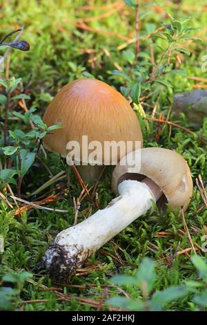 Cortinarius caperatus, noto come la zingara, funghi selvatici funghi commestibili dalla Finlandia Foto Stock