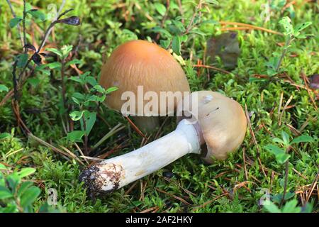 Cortinarius caperatus, noto come la zingara, funghi selvatici funghi deliziosi dalla Finlandia Foto Stock