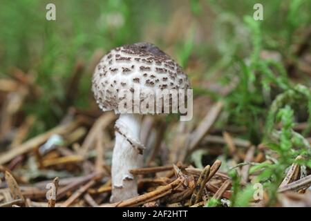 Lepiota felina, noto come il gatto dapperling di funghi selvatici dalla Finlandia Foto Stock