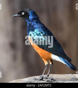 Una superba starling (Lamprotornis superbus) con la sua superba iridato piume visualizzati dal sole del mattino. Sanya Juu, Boma Ngombe, Tanzania. Foto Stock