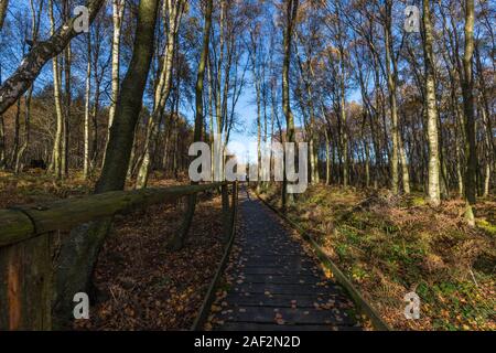 Passerella in legno in alta Venn Todtenbruch vicino Raffelsbrand nell'Eifel. Foto Stock