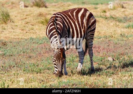 Un lone Birchell's Zebra pascolare nel sole del tardo pomeriggio in Sud Africas Western Cape Foto Stock
