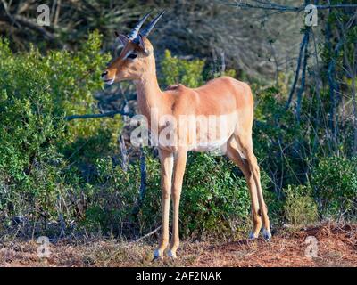 Oribi maschio antilope in piedi accanto a un dolce thorn bush nella Western Cape, Sud Africa Foto Stock