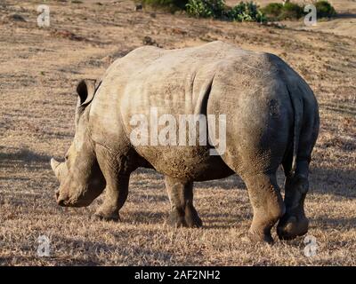Rinoceronte nero in stretta fino a piedi dalla telecamera nella Western Cape, Sud Africa Foto Stock