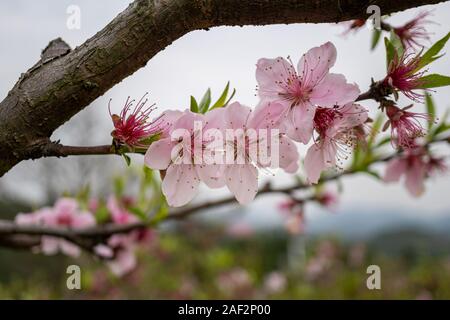 Fiore viola in piena fioritura durante la primavera tempo con più di fiori in background Foto Stock