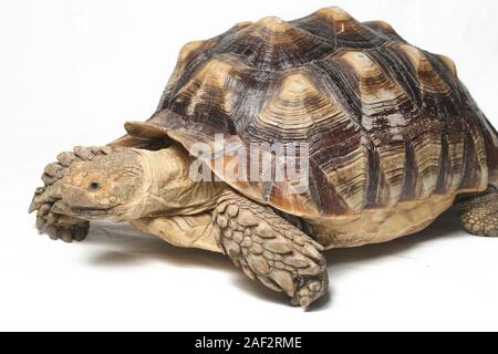 African spronato tartaruga anche sapere come Sperone africana coscia - Tartaruga Geochelone sulcata isolati su sfondo bianco Foto Stock