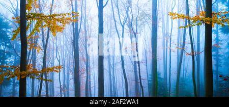 Panorama paesaggio della foresta di autunno nella nebbia con tronco di albero con foglie di colore arancione. Magica bellezza. Sullo sfondo della natura Foto Stock