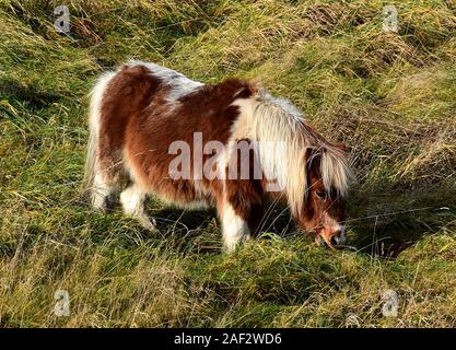 Shetland Pony Foto Stock