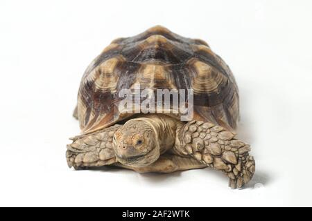 African spronato tartaruga anche sapere come Sperone africana coscia - Tartaruga Geochelone sulcata isolati su sfondo bianco Foto Stock