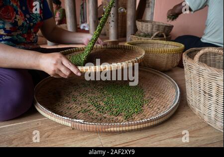 Donna con le mani sulle materie verde pepe e separa il pepe nero dal rosso per ulteriore essiccamento. Pepe nero in piante che crescono su plantation in Asia Foto Stock