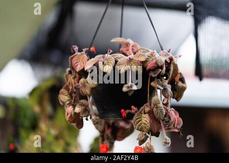 Si tratta di un incredibile e bellissimo Indian flawer guarda così bene in pentola flawer Foto Stock