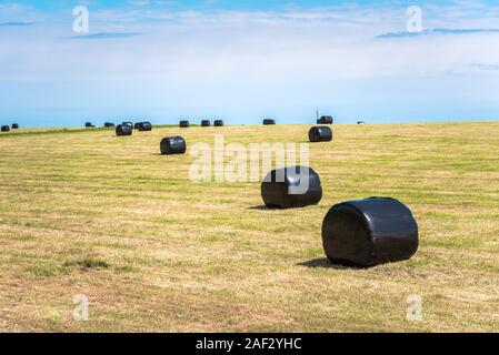 Balle di fieno avvolto in plastica nera in un campo su un poco nuvoloso giorno di primavera Foto Stock