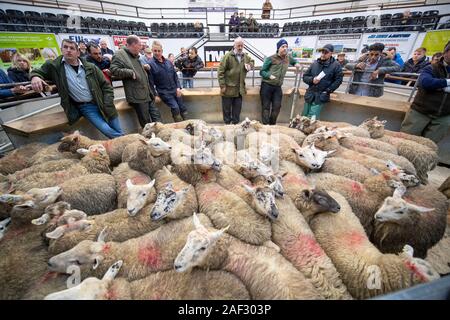 Penna di grassi agnelli venduti in un'asta di bestiame mart, UK. Foto Stock