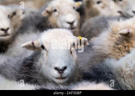 Gregge di pecore Herdwick in ovili, Cumbria, Regno Unito. Foto Stock