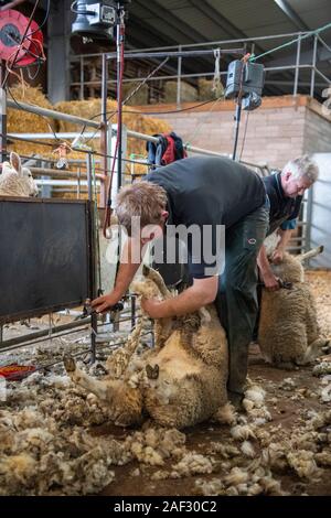 Ritaglio di agnello lana del ventre in corrispondenza di una asta fatstock mart vendita, Cumbria, Regno Unito. Foto Stock