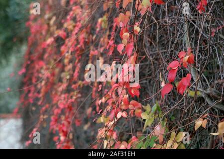 muro con viti e foglie rosse Foto Stock