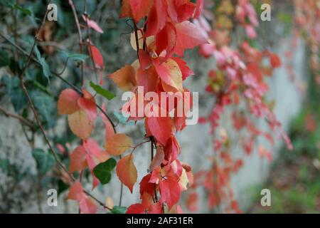 muro con viti e foglie rosse Foto Stock