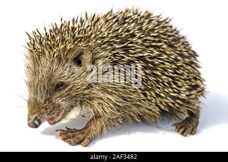 Desert hedgehog (Paraechinus aethiopicus) Foto Stock