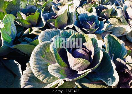 La piantagione di Lombard orchard, sano ed antitumorali. Foto Stock