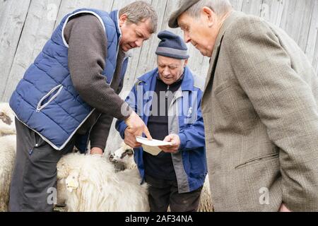 Danesti, Romania - 25 Nov 2019: gli agricoltori portando in e lo smistamento di ovini, abbattere le pecore dal pascolo di montagna per l'inverno in Danesti, Transy Foto Stock