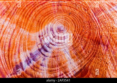 Sezione di un log tagliato con il tasso di crescita annuale di anelli in vista. Foto Stock