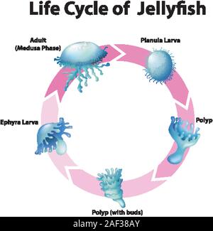 Diagramma del ciclo di vita di meduse illustrazione Illustrazione Vettoriale