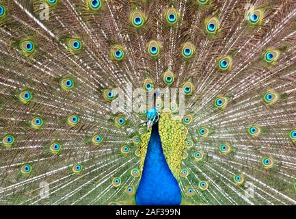 Bellissimo uccello pavone formando una ruota con le sue piume Foto Stock