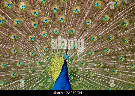 Bellissimo uccello pavone formando una ruota con le sue piume Foto Stock