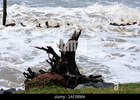 Wet tronco di albero e frantumazione di oceano onde di una spiaggia tropicale isola durante la tempesta. Mare tempestoso meteo. Potenza nella natura dello sfondo. Presa prima grave c Foto Stock
