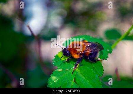 Una grande pelliccia bumblebee su una foglia di una rosa selvatica close-up. Foto Stock