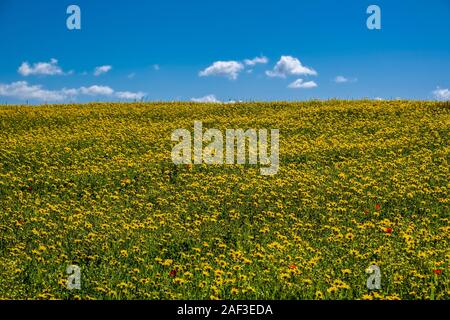 Un verde prato con fiori gialli, cielo blu nella distanza Foto Stock