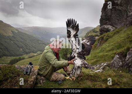 Dave e Katie Anderson tagging, con una trasmissione GPS tag, un 8-settimana maschio vecchio Golden Eagle pulcino, Scozia, il 5 luglio 2019. Foto Stock