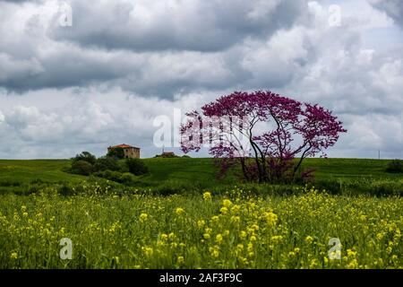 Il paesaggio agricolo con campi verdi, un albero viola, fiori di colore giallo e una casa di contadini a distanza Foto Stock