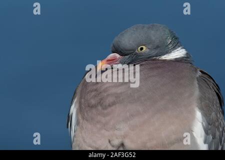 Ritratto di un comune Woodpigeon (Columba palumbus) Foto Stock