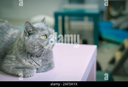 Giovani cute cat in appoggio sul tavolo. La Scottish Fold a pelo corto provviste di pedigree gattino. Foto Stock