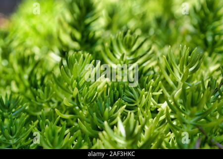 Primo piano di Sedum. Un genere di grandi dimensioni di piante in fiore nella famiglia Piante succulente | Dicotiledoni, i membri dei quali sono comunemente noti come stonecrops. Foto Stock