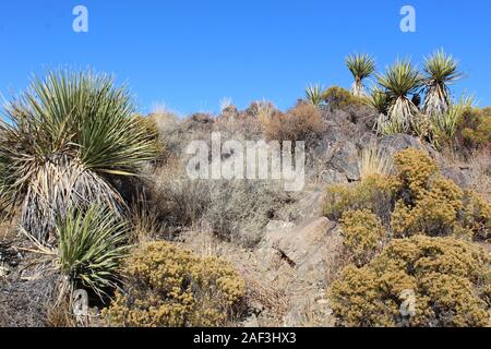 Piante in una determinata area spesso formano delle comunità di specifici tipi di vegetazione, come questi Sud del Deserto Mojave nativi, nei pressi di Lost Horse Mine. Foto Stock